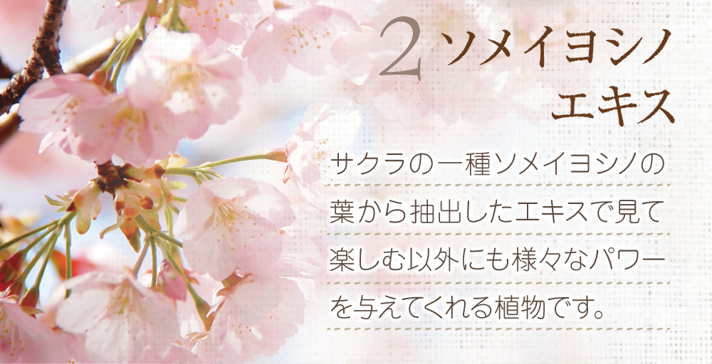 2.ソメイヨシノエキス。桜の一種ソメイヨシノの葉から抽出したエキス。