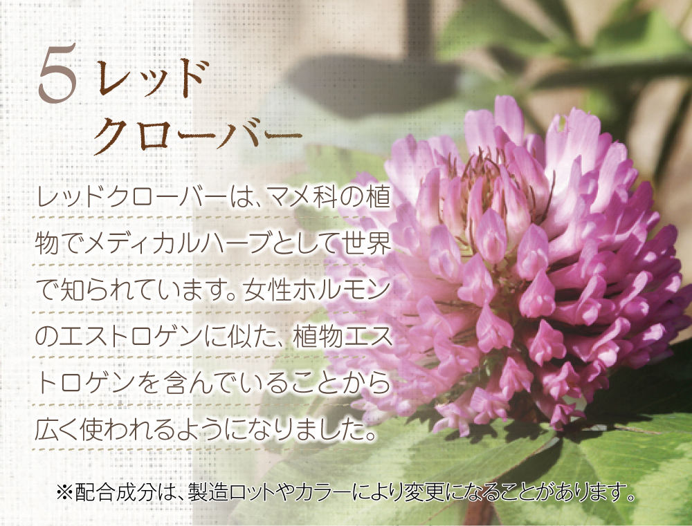 5.レッドクローバー。マメ科の植物でメディカルハーブとして世界で知られています。女性ホルモンのエストロゲンに似た、植物エストロゲンを含んでいることから広く使われるようになりました。